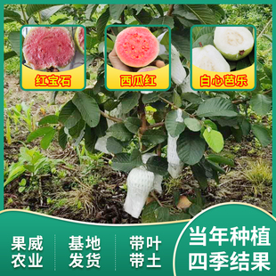 西瓜巴乐番石榴苗四季 结果红心芭乐果树苗红宝石台湾珍珠番石榴苗