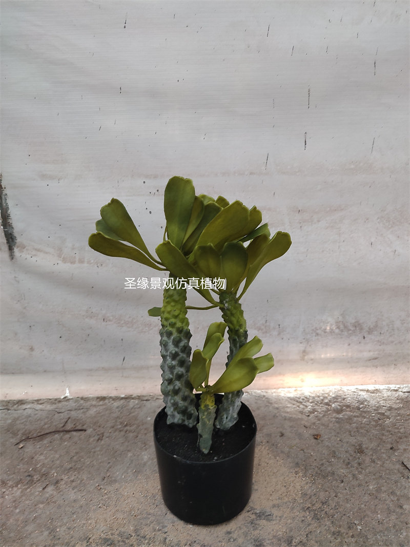 仿真霸王树非洲霸王鞭盆栽盆景假绿植热带植物造景装饰橱窗摆件花