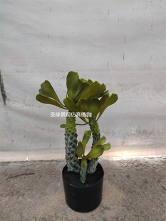 仿真霸王树非洲霸王鞭盆栽盆景假绿植热带植物造景装饰橱窗摆件花