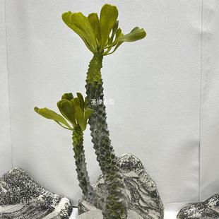 仿真霸王鞭盆栽热带绿植造景摆件办公室家居桌面摆放装饰