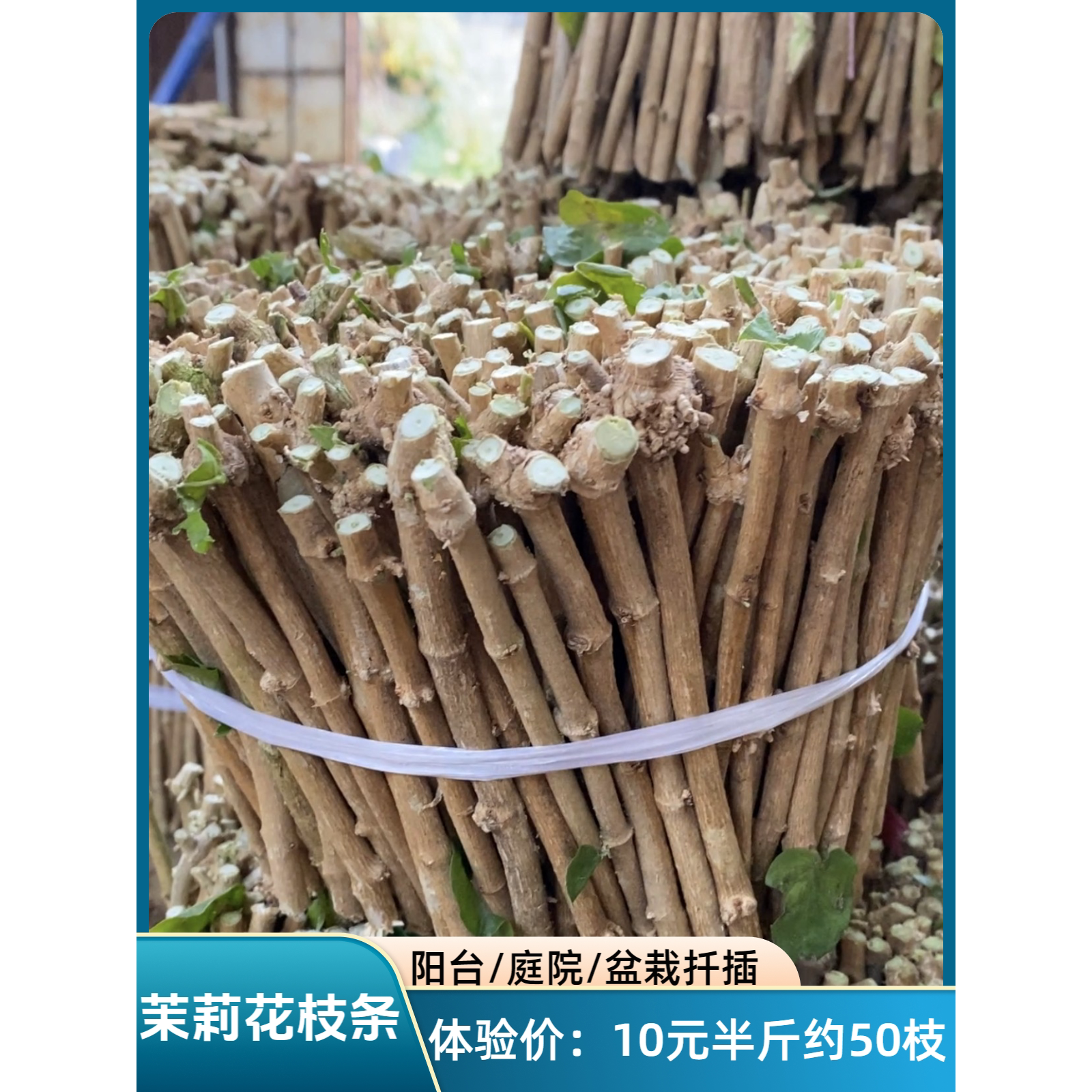 茉莉花枝条批发直销基地原生土培扦插枝容易养活基地一手货源包邮