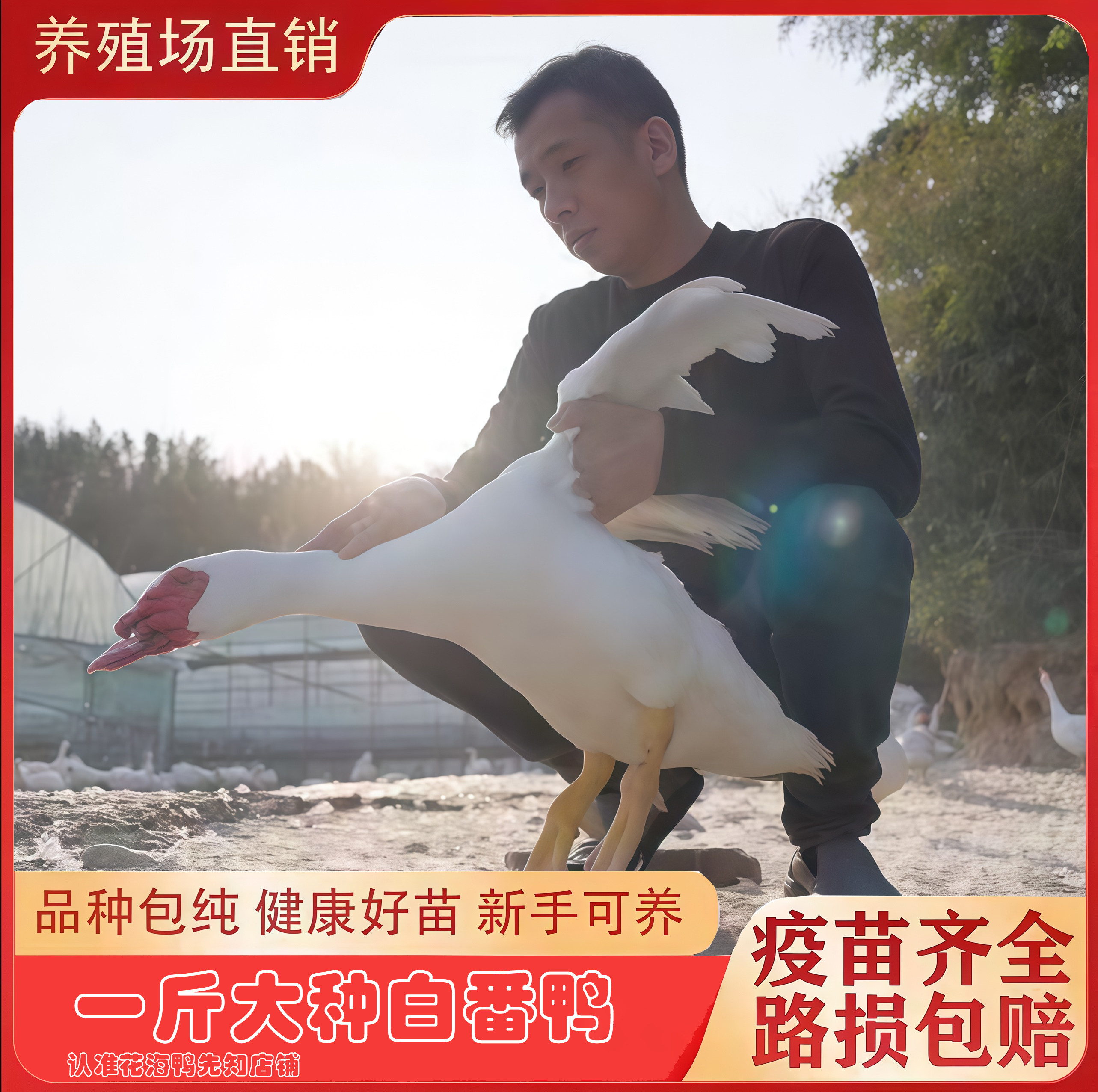 纯种一斤白番鸭红脸鸭白番西洋鸭子鸳鸯嘴红头鸭网红宠物鸭