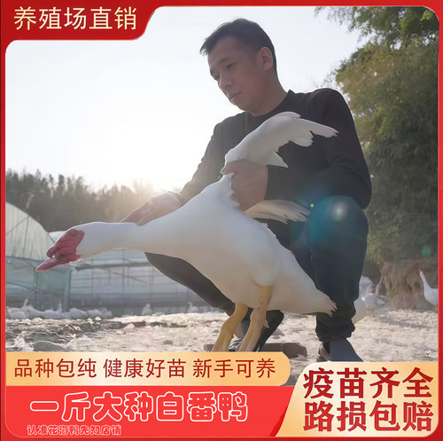 纯种一斤白番鸭红脸鸭白番西洋鸭子鸳鸯嘴红头鸭网红宠物鸭