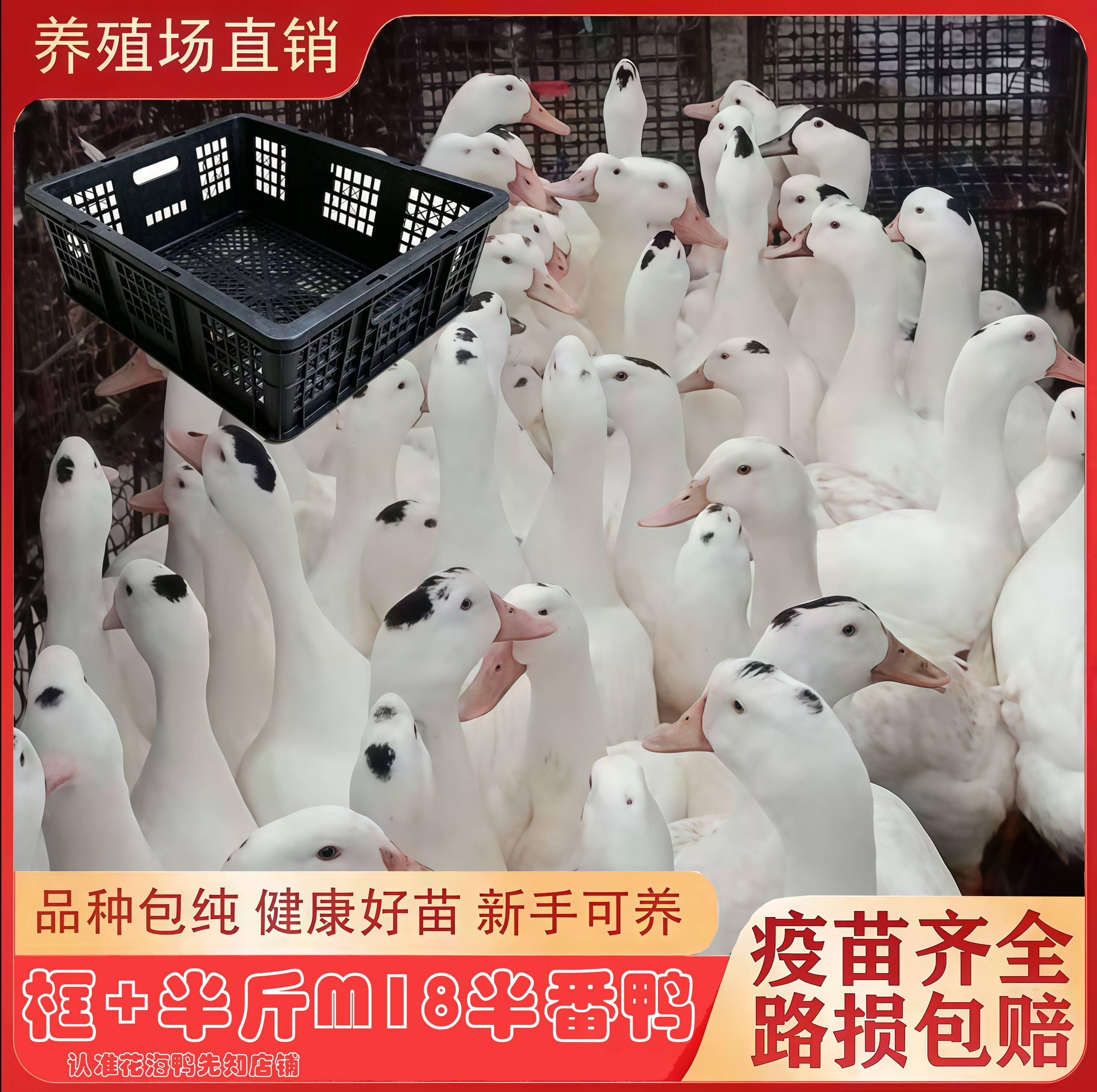 正宗大种半斤左右白半番鸭M18一点黑鸭+透气框 瘦肉鸭活禽运输框