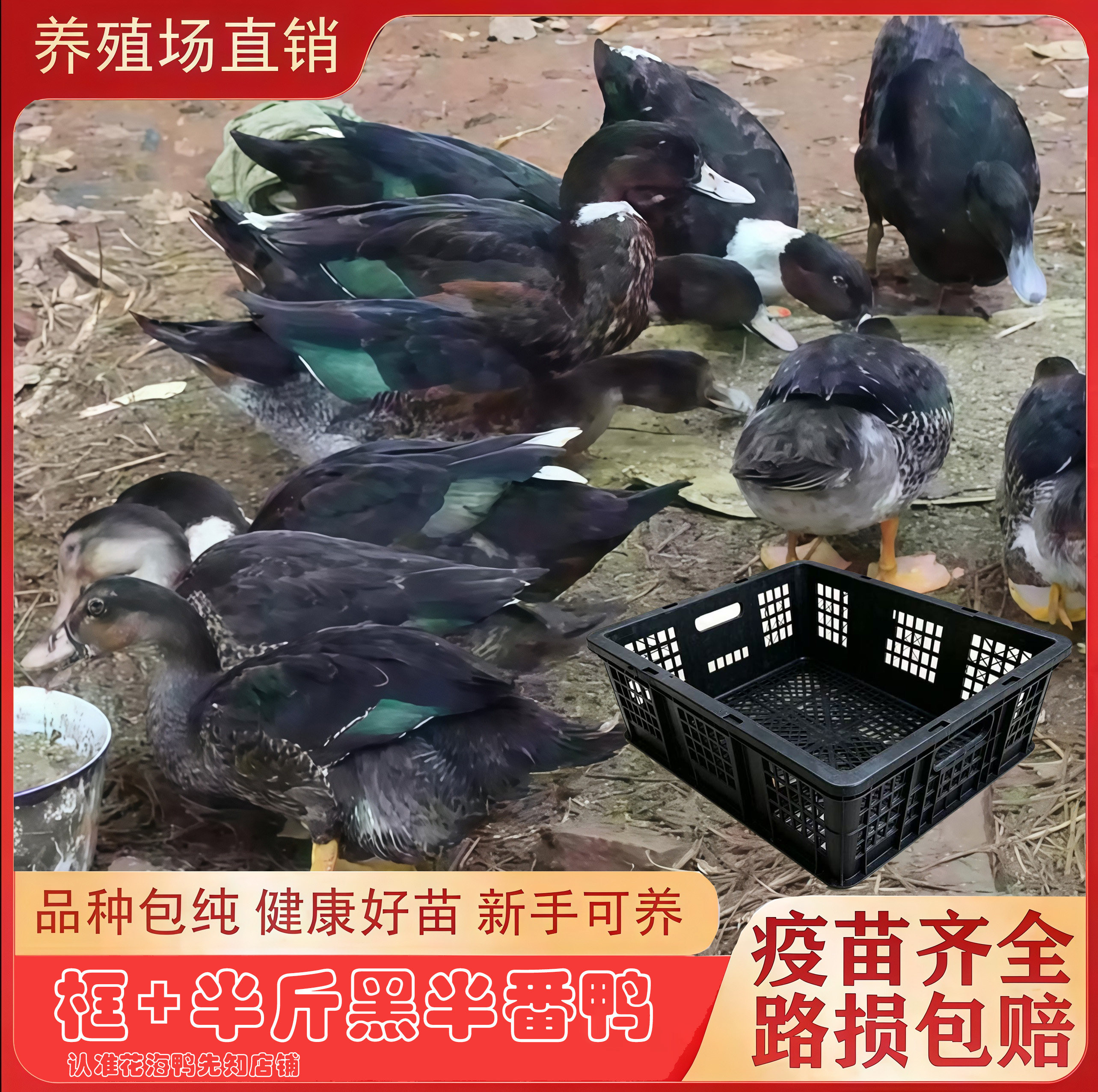 福建正宗半斤黑半番鸭+透气框 黑半番西洋鸭旱鸭螺鸭活禽运输框