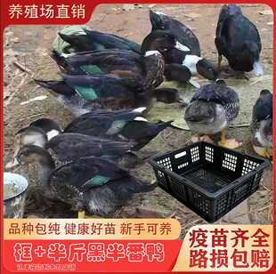 福建正宗半斤黑半番鸭+透气框 黑半番西洋鸭旱鸭螺鸭活禽运输框