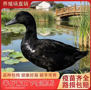 莆田正宗半斤黑鸭水鸭高产蛋鸭纯黑小黑鸭包活滋补首选鸭宠物鸭