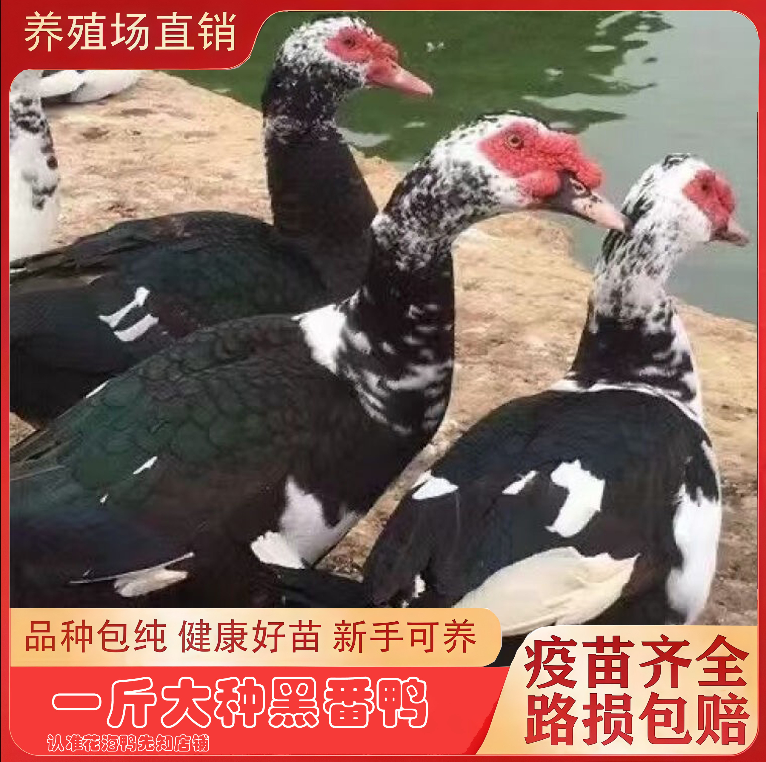 纯种一斤黑番鸭网红鸭红脸鸭黑番西洋鸭子鸳鸯嘴红头鸭宠物鸭