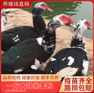 纯种一斤黑番鸭网红鸭红脸鸭黑番西洋鸭子鸳鸯嘴红头鸭宠物鸭