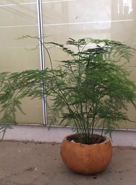 纯天然原生态茶杯工艺大瓢葫芦