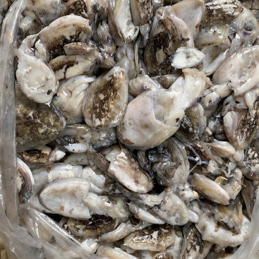 新鲜小乌贼 墨鱼5斤肉嫩干货没泡水