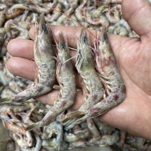 有带黄的新鲜大个头樱花虾 铁皮虾 肉质软糯