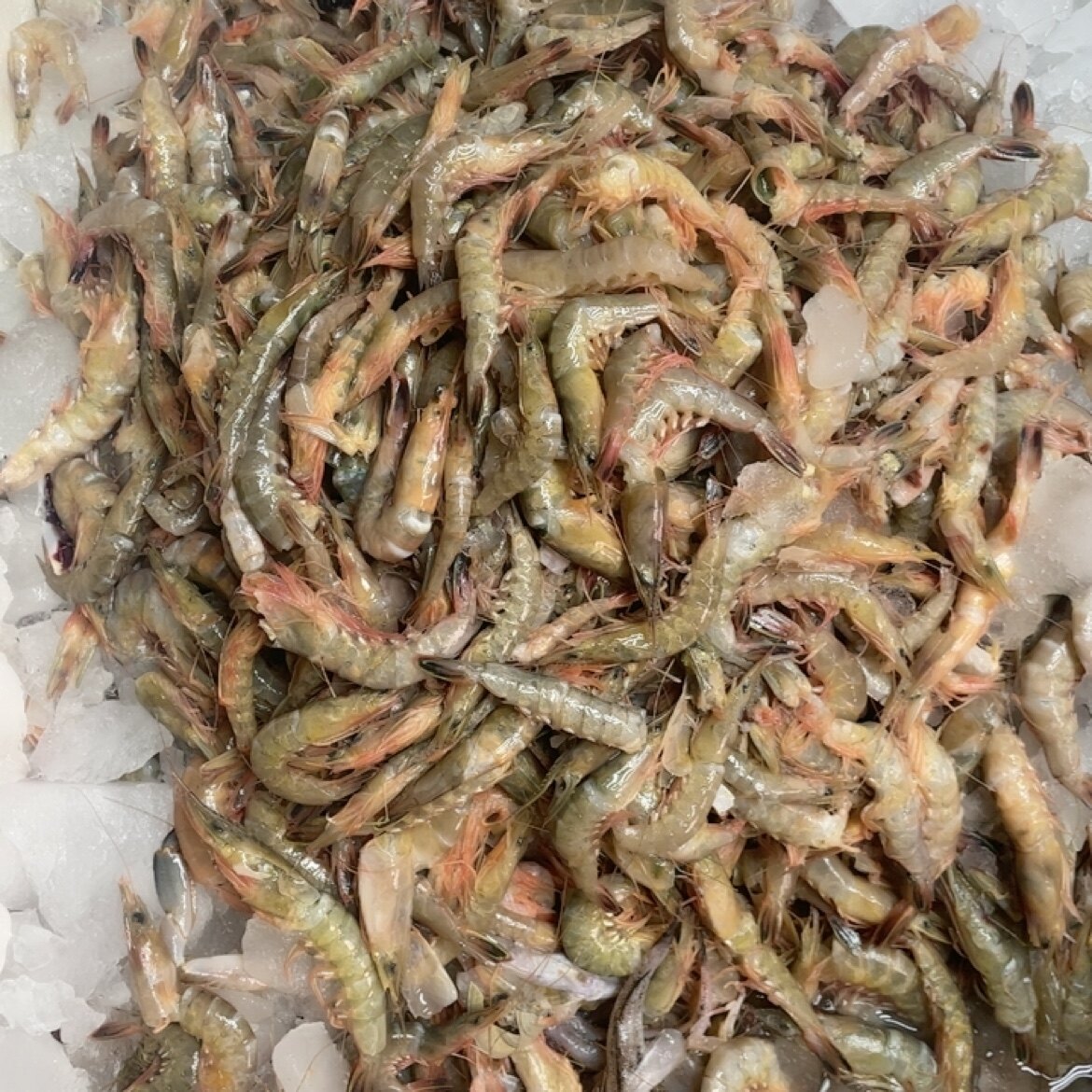 残虾 散放发货 个头不大 有掉头新鲜海虾