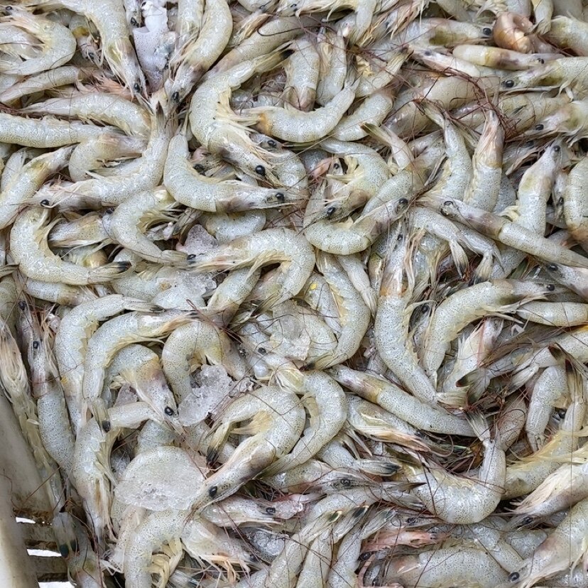 大个头羊毛虾 冬季货5斤,水产肉类/新鲜蔬果/熟食,冻虾,淘宝优惠券,粉丝福利购,淘宝优惠卷