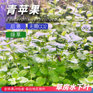 青苹果水草草鱼缸造景水下叶打头有茎后景草房自养无需二氧化碳