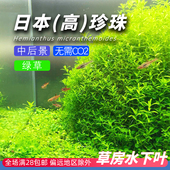 日本高珍珠草水下叶水草中后景有茎草鱼缸造景荷兰景无需二氧化碳