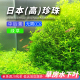 日本高珍珠草水下叶水草中后景有茎草鱼缸造景荷兰景无需二氧化碳