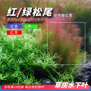 红松尾绿松尾水下叶水草打头后景有茎草草鱼缸造景荷兰景新手
