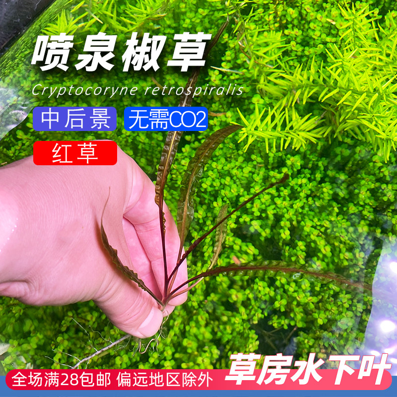 喷泉椒草缎带丝带类水下叶水草草鱼缸造景阴性溪流缸原生缸飘逸