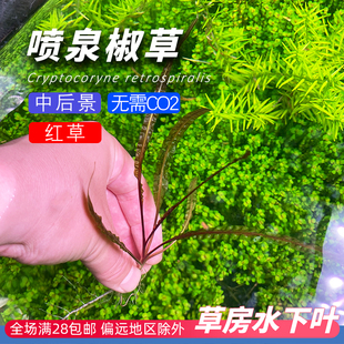 喷泉椒草缎带丝带类水下叶水草草鱼缸造景阴性溪流缸原生缸飘逸