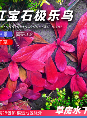 红宝石极乐鸟椒草红色草鱼缸造景中景草鱼缸造景水下叶荷兰景