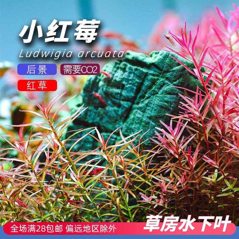 小红梅莓草房水下叶水草打头有茎中后景草鱼缸造景荷兰景菜园子,宠物/宠物食品及用品,水草,淘宝优惠券,粉丝福利购,淘宝优惠卷