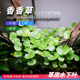 香香草草房水下叶中后景水草无需二氧化碳浮性睡莲类走茎繁殖