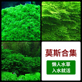 莫斯水下叶草缸鱼缸造景阴性无需二氧化碳垂泪珊瑚美凤大三角