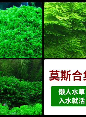 莫斯水下叶草缸鱼缸造景阴性无需二氧化碳垂泪珊瑚美凤大三角