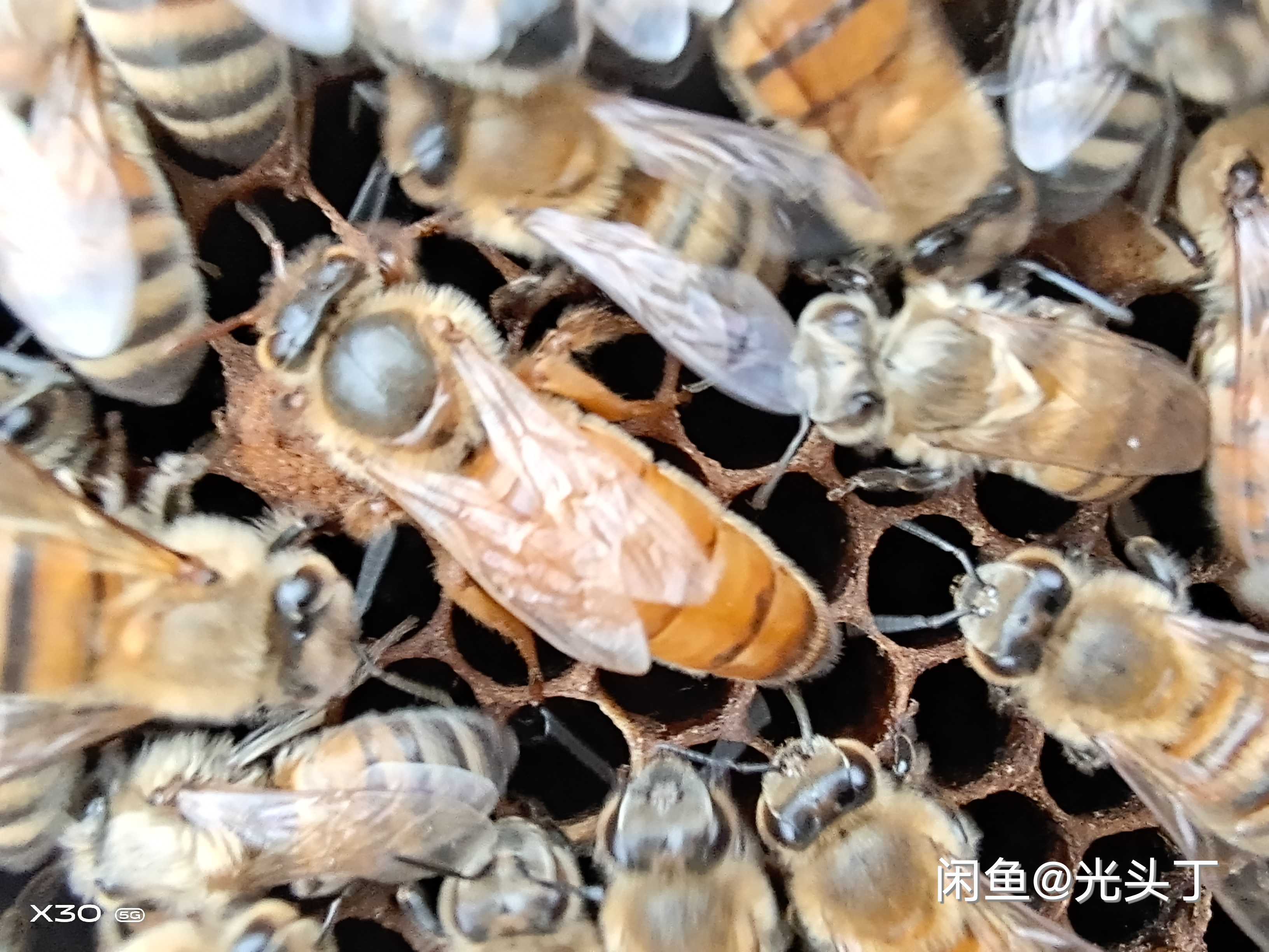 意蜂2026新开产王蜜王浆王非处王包邮包活产子