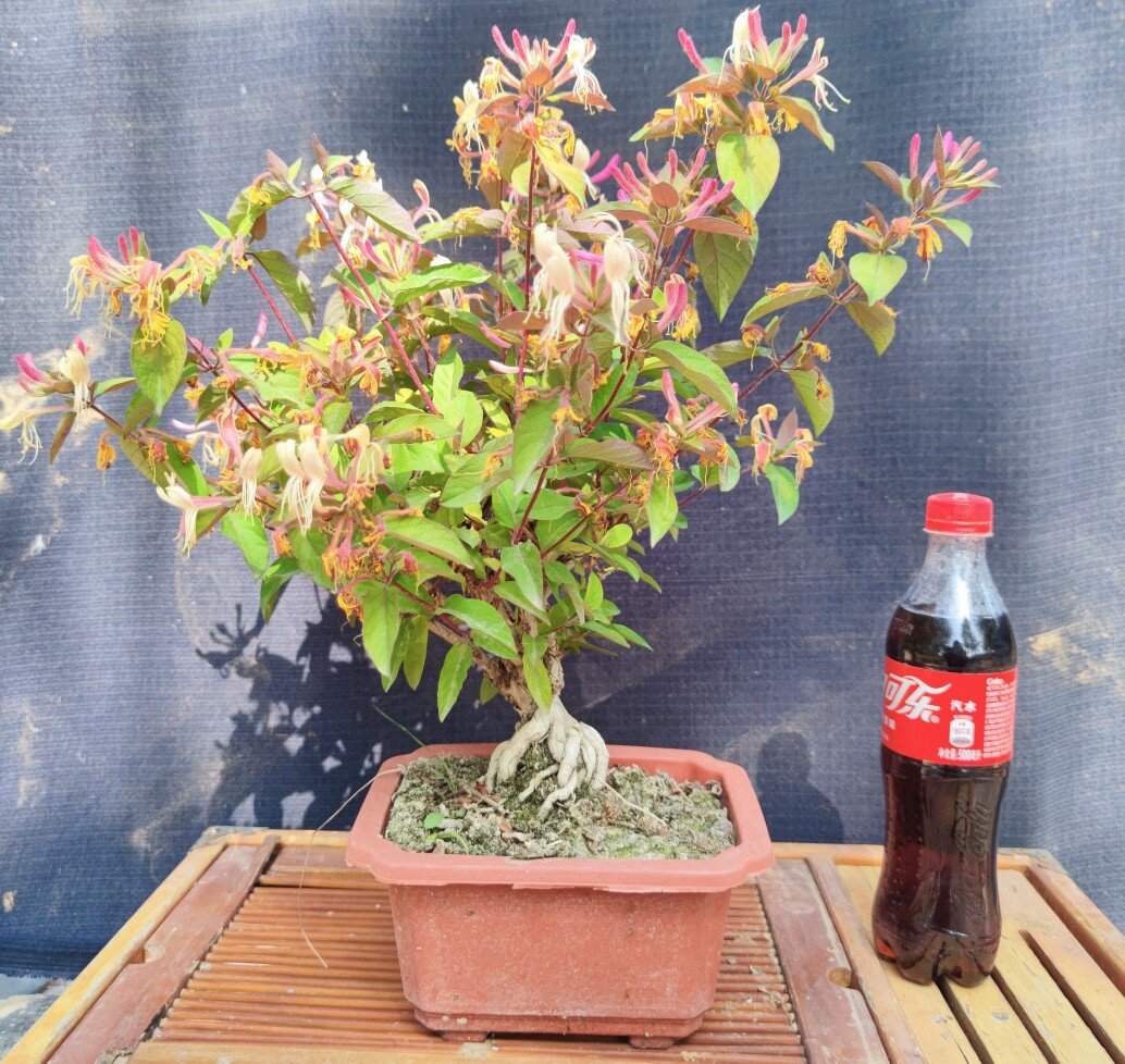 金银花树苗盆栽爬藤四季常青开花不断好养绿植物花卉造型盆景矮霸