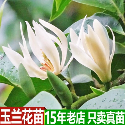 盆栽南方室内庭院种植玉兰花