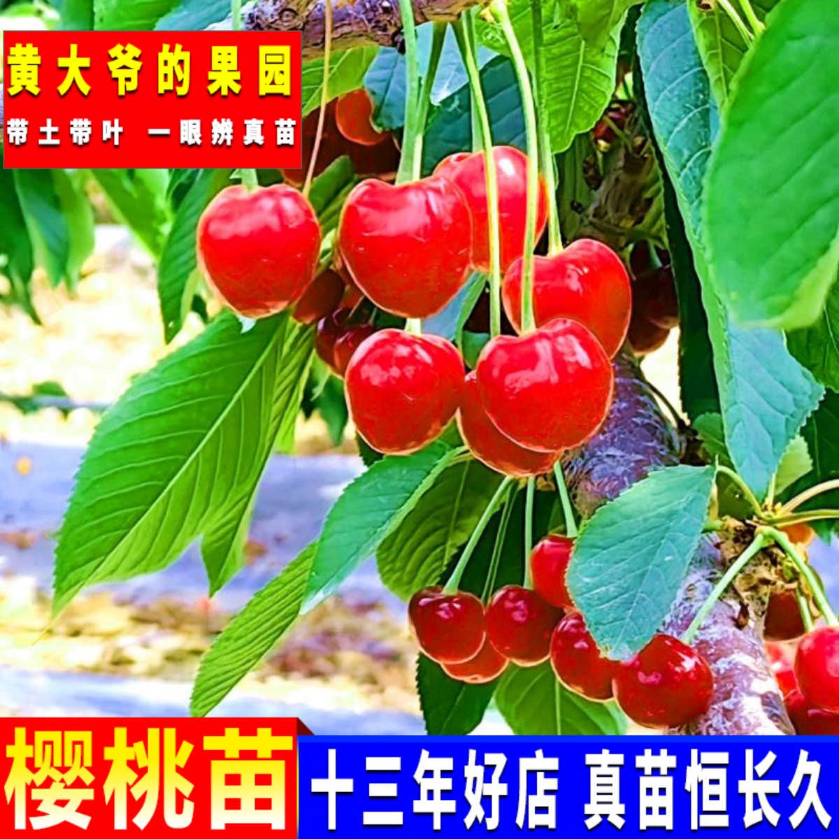 南方樱桃苗皇冠对版正宗