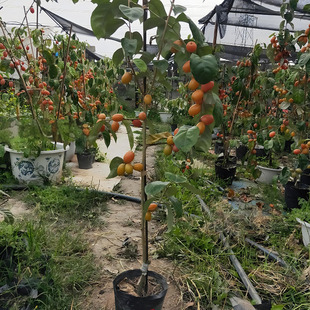 羊奶果苗羊奶果树苗胡颓子果树苗盆栽地载庭院阳台种