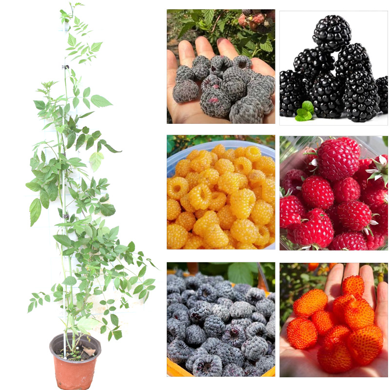 树莓苗盆栽地栽覆盆子双季红树莓黑黄树莓苗南方北方四季水果树苗