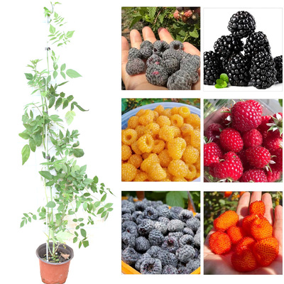 树莓苗盆栽地栽覆盆子双季红树莓黑黄树莓苗南方北方四季水果树苗