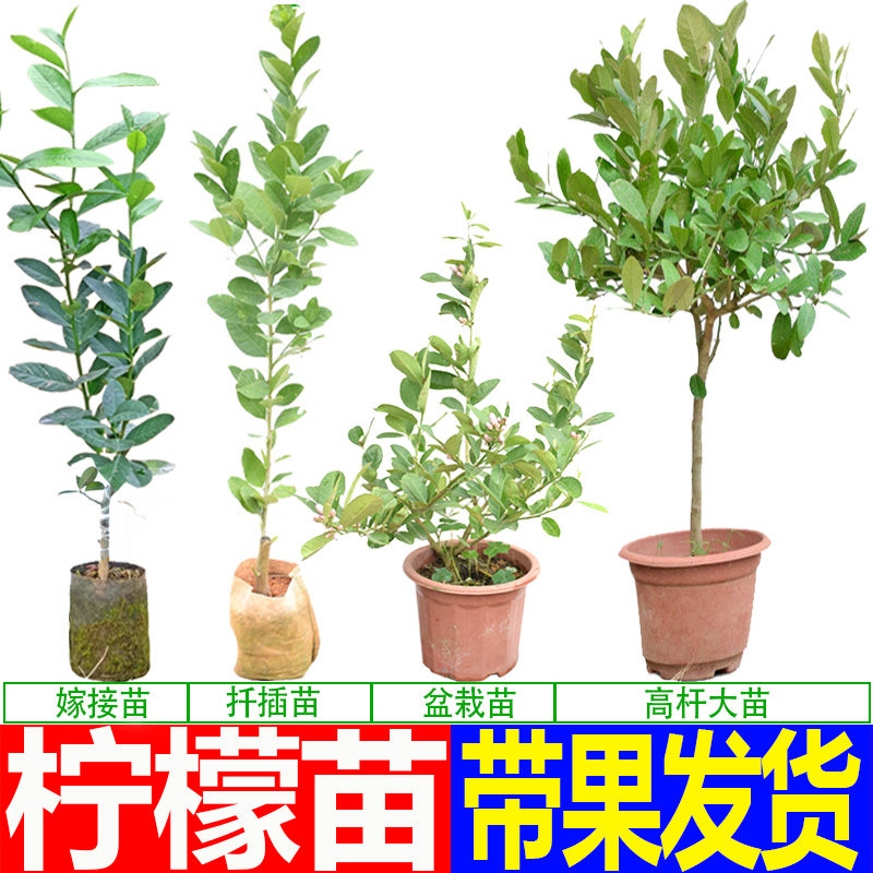 柠檬苗 广东香水柠檬树苗 台湾四季果苗盆栽泰国无籽青柠檬果树苗