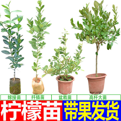广东香水柠檬苗四季结果苗