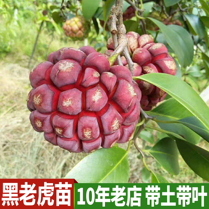 黑老虎苗黑老虎树苗布福娜南方种植爬藤大血藤果果树果苗当年结果