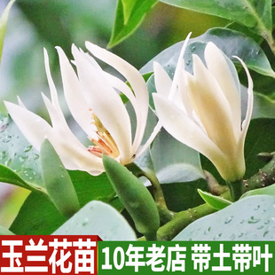 白玉兰树苗盆栽 黄果兰黄桷兰树苗玉兰花苗树苗 南方室内庭院种植