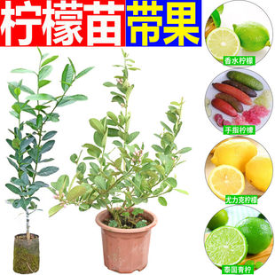 柠檬苗 阳台庭院室内 盆栽柠檬果树苗 水果树苗四季结果 带果发货