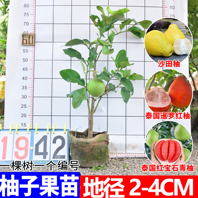 泰国红宝石青柚嫁接苗柚子树苗新品红宝石柚苗越南青柚苗红心柚子