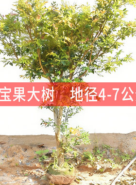 嘉宝果树葡萄艾斯卡台湾树苗