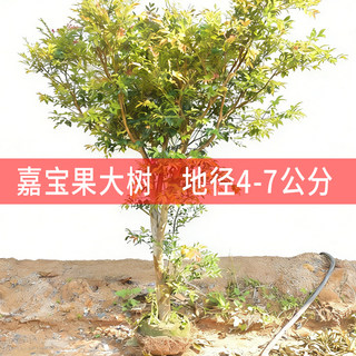嘉宝果苗 树葡萄苗艾斯卡台湾四季嘉宝果大树苗当年结果 带果发货