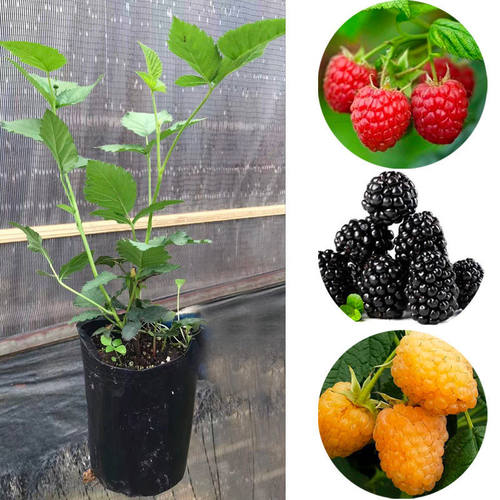 树莓苗盆栽地栽覆盆子双季红树莓黑黄树莓苗南方北方四季水果树苗