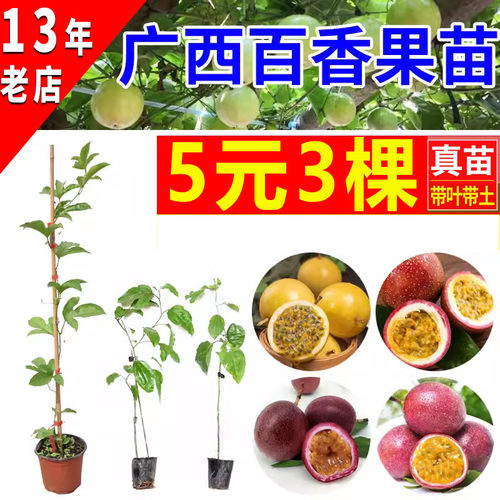 百香果苗鸡蛋果西番莲满天星