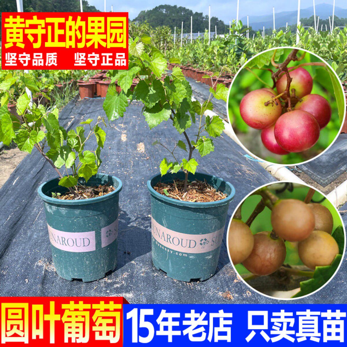 圆叶葡萄苗美洲美国圆叶葡萄扦插苗格威尔保尔克红宝石圆叶葡萄苗