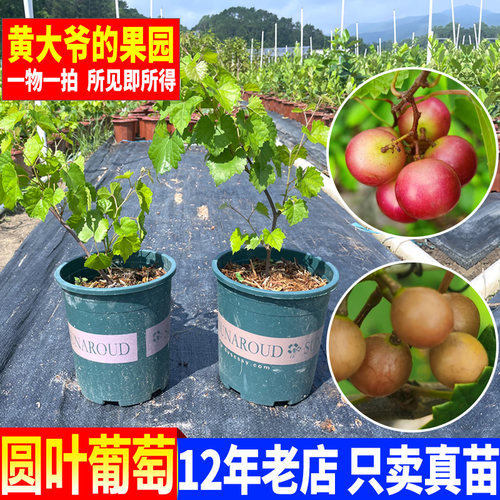 葡萄苗果树苗圆叶葡萄苗