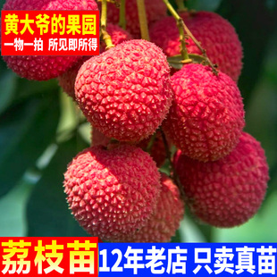 荔枝树苗 嫁接 无核妃子笑桂味仙进奉荔枝广西果树苗南方庭院植物