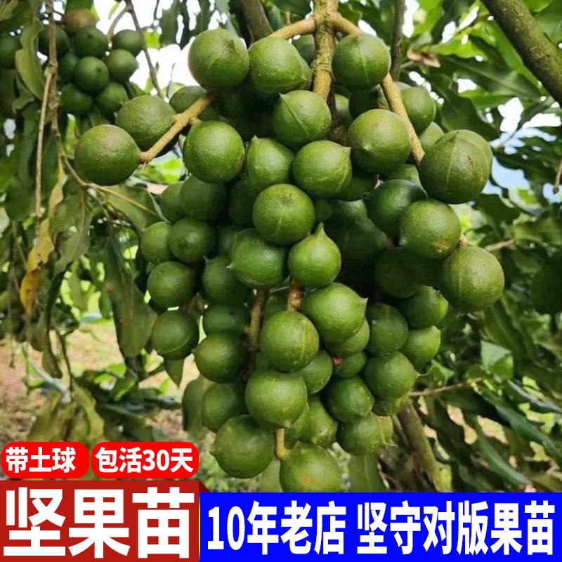 澳洲坚果树苗 嫁接苗 南方果树苗 带土带泥带叶广西发货 盆栽地栽